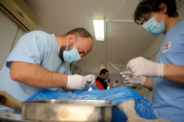 Dr. Ovidiu Rosu (L) and dr. Gabriel Ignat (R) are operating stray dogs in the Vier Pfoten mobile clinic in Bucharest on Thursday, April 7, 2011. MIHAI VASILE / VIER PFOTEN